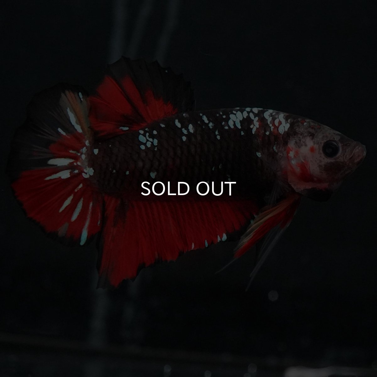 画像5: GHMPK　ブラックキャンディ (5)