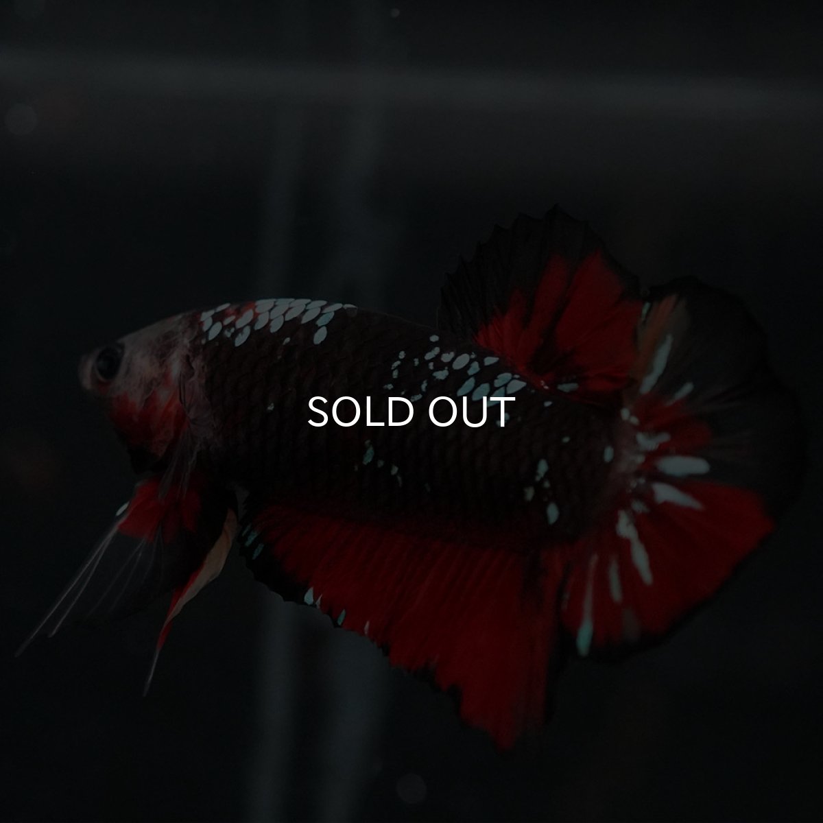 画像4: GHMPK　ブラックキャンディ (4)