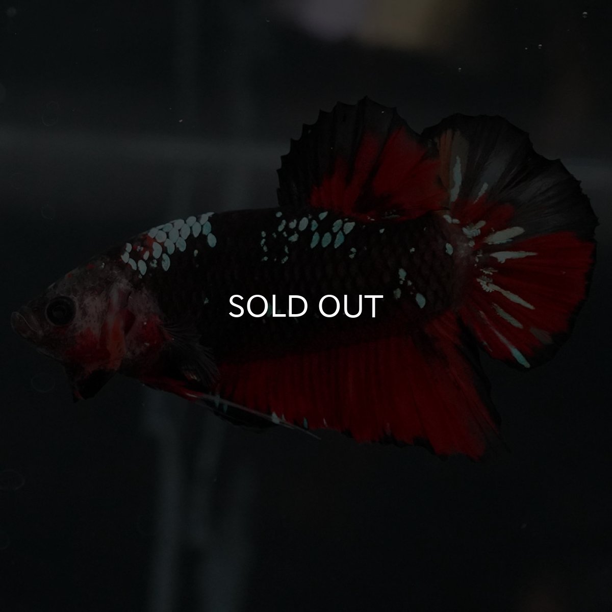 画像2: GHMPK　ブラックキャンディ (2)