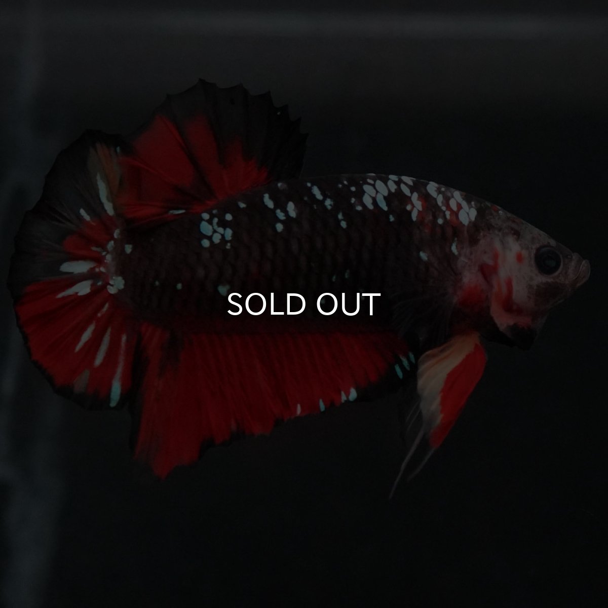 画像3: GHMPK　ブラックキャンディ (3)