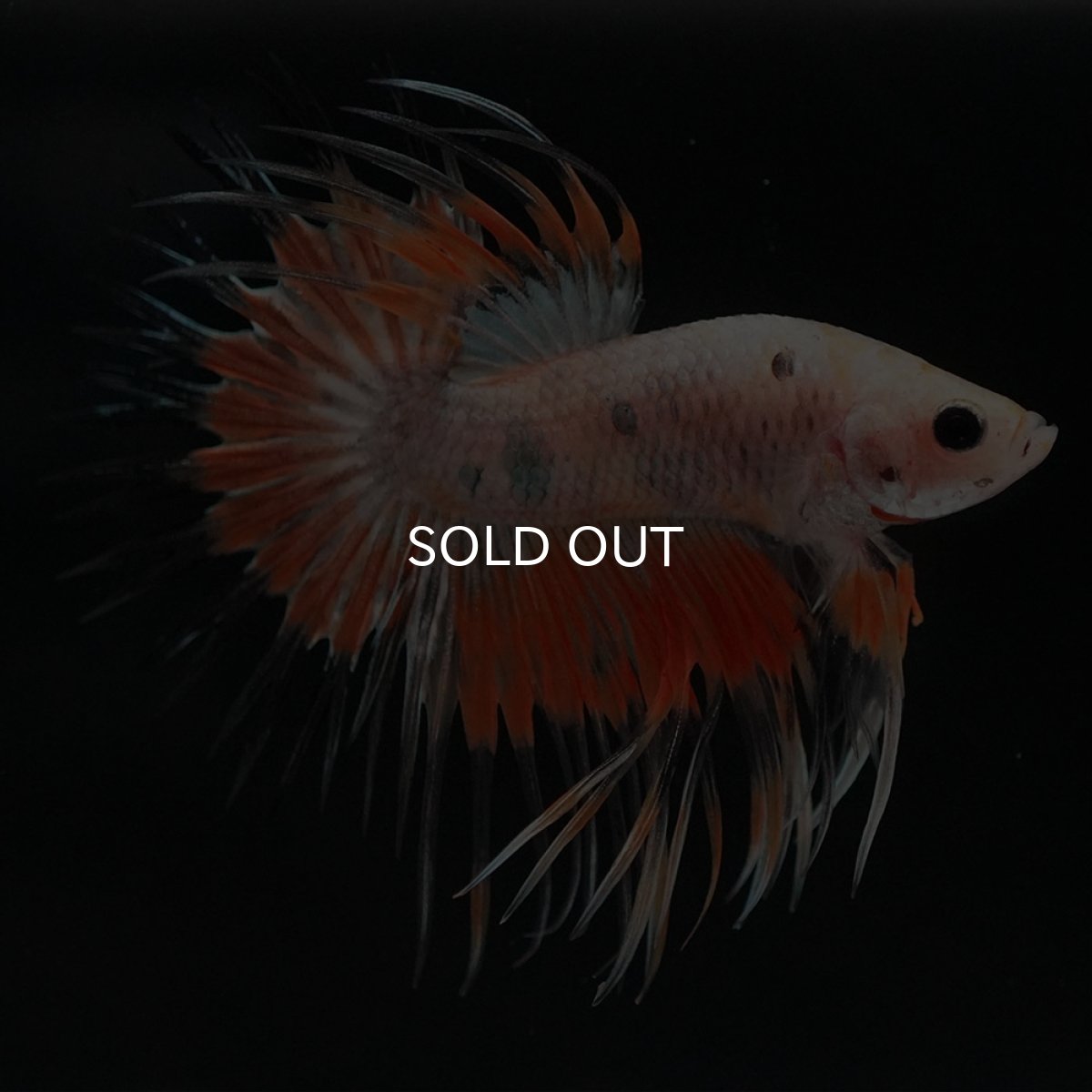 画像6: CT オレンジファンシー (6)