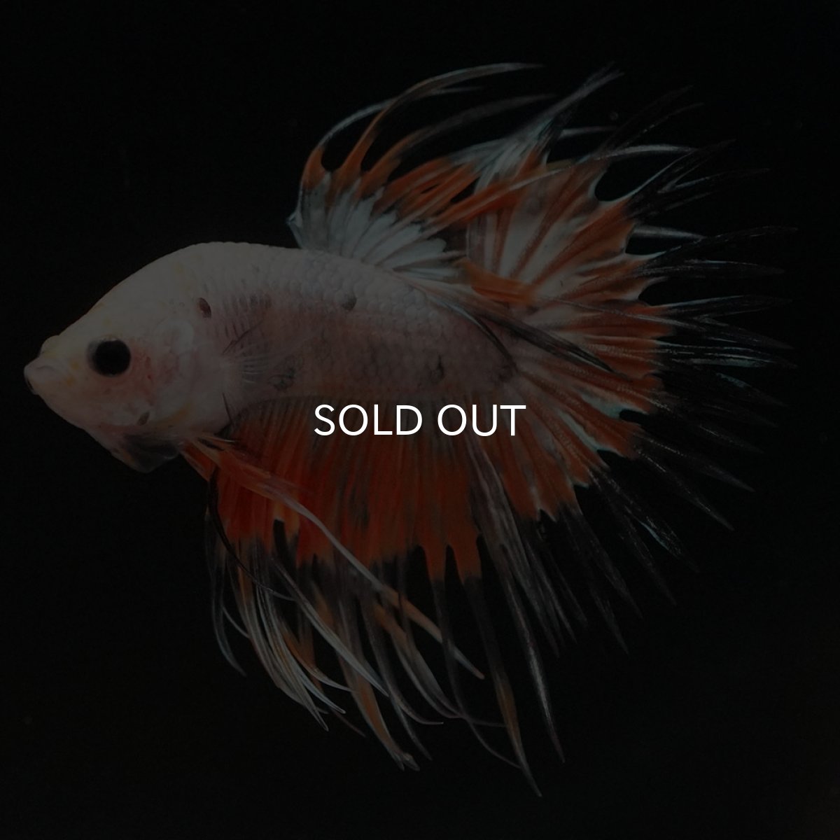 画像2: CT オレンジファンシー (2)