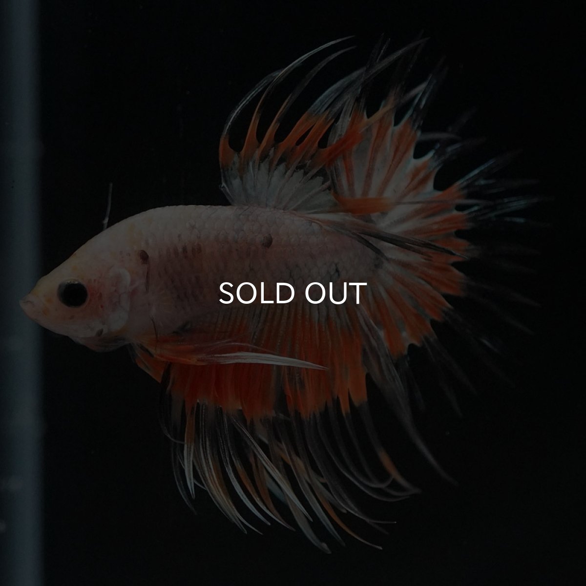 画像5: CT オレンジファンシー (5)