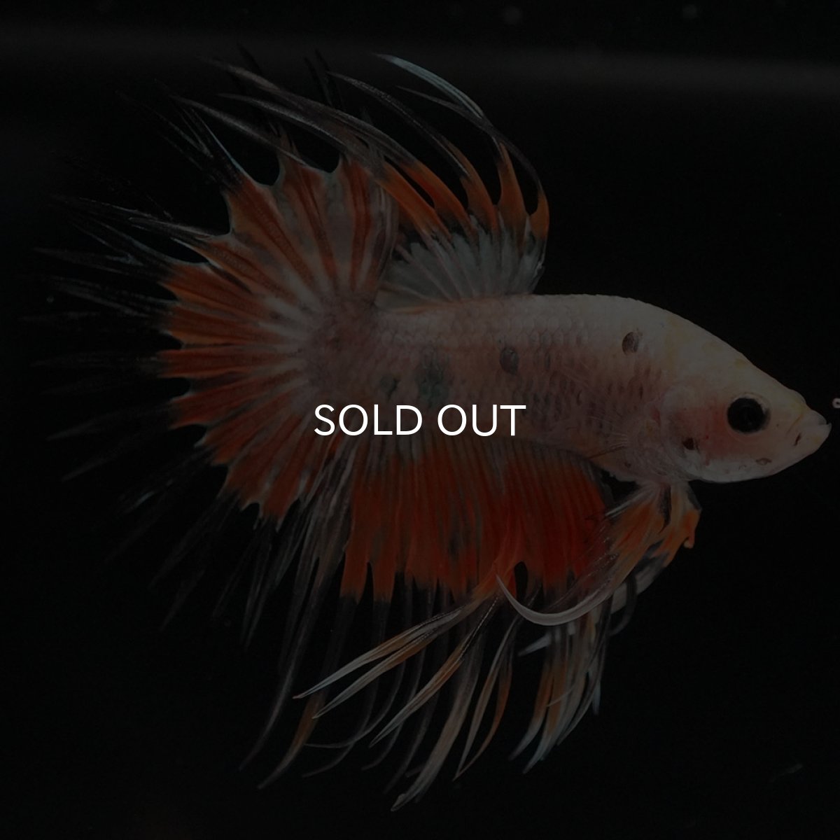 画像4: CT オレンジファンシー (4)