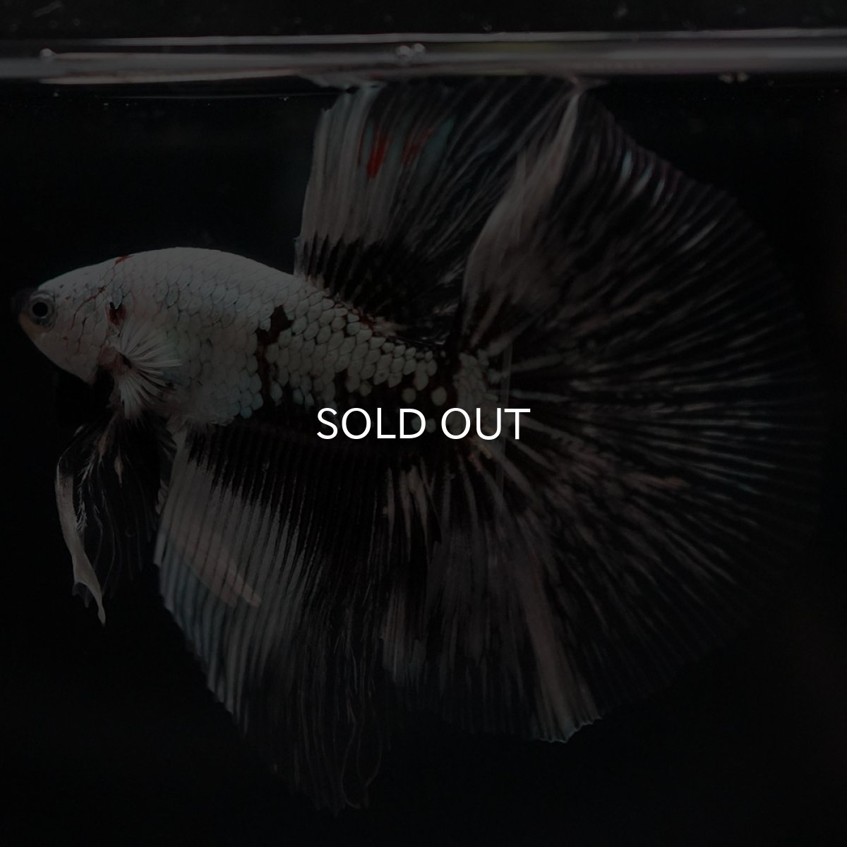 画像7: HM ホワイトカッパー 変わり柄 (7)