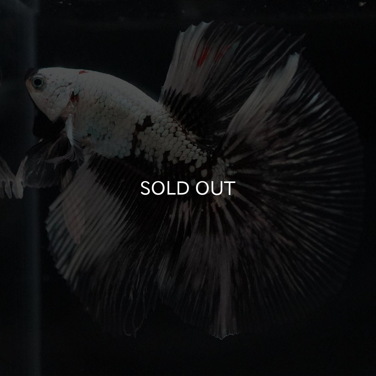 画像9: HM ホワイトカッパー 変わり柄 (9)