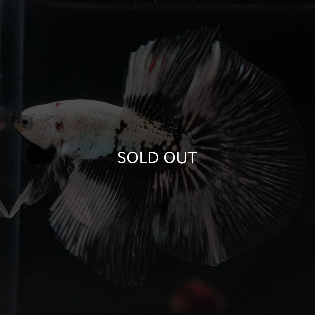 画像5: HM ホワイトカッパー 変わり柄 (5)