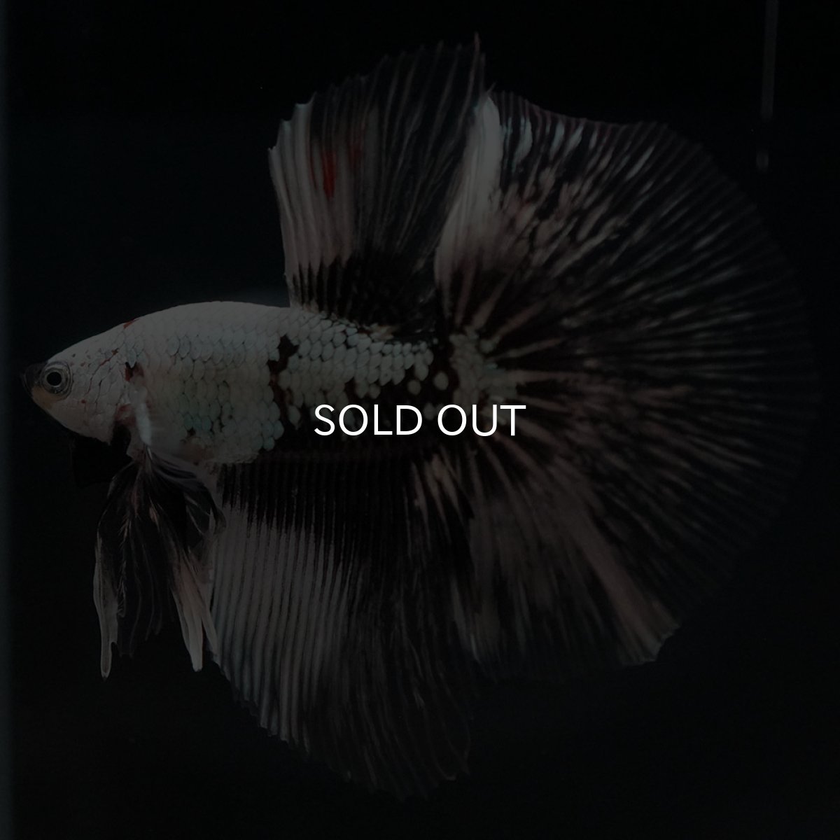 画像2: HM ホワイトカッパー 変わり柄 (2)