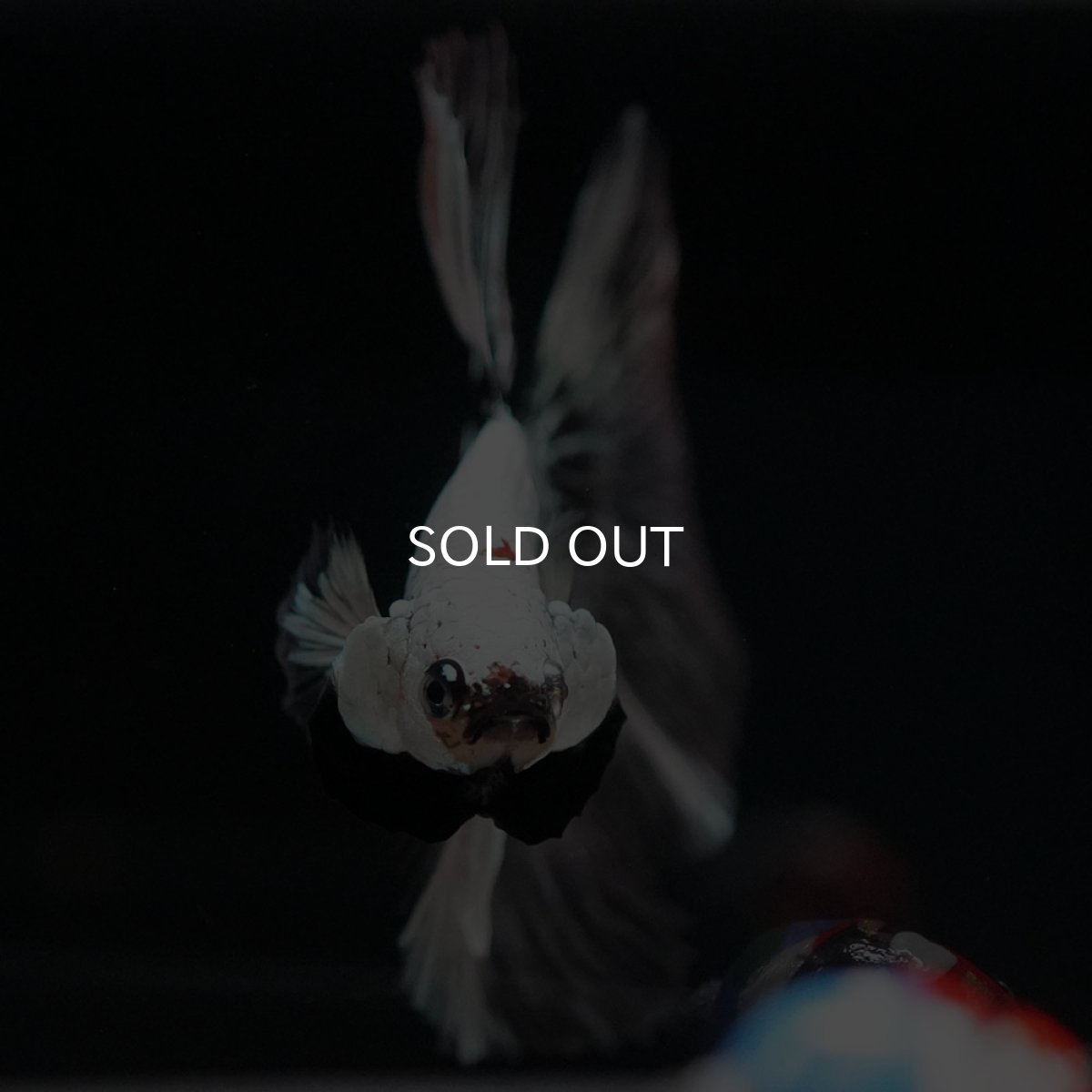 画像3: HM ホワイトカッパー 変わり柄 (3)