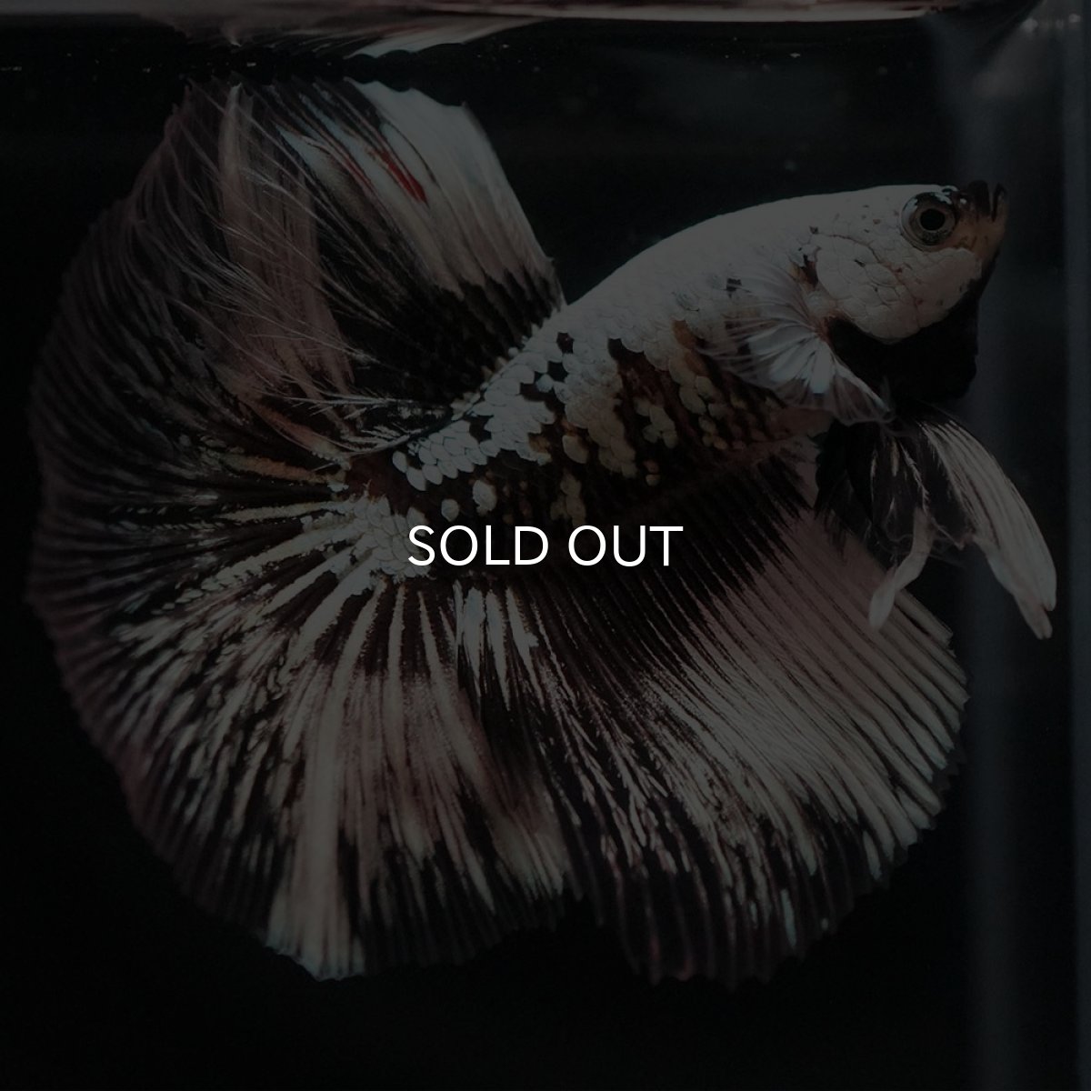 画像6: HM ホワイトカッパー 変わり柄 (6)