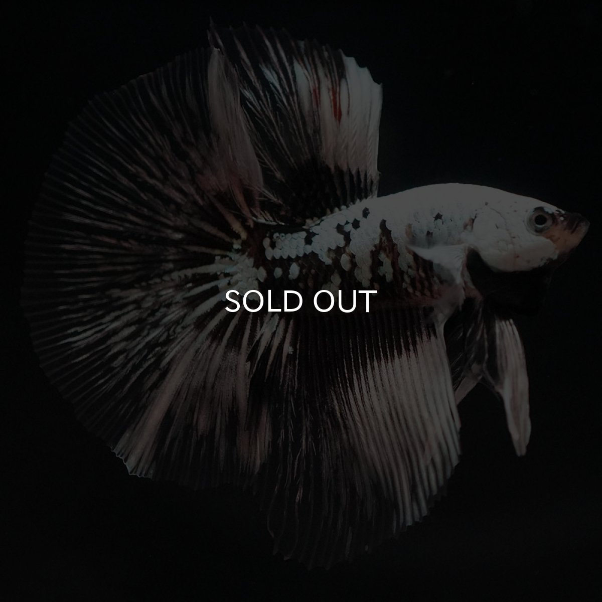 画像4: HM ホワイトカッパー 変わり柄 (4)