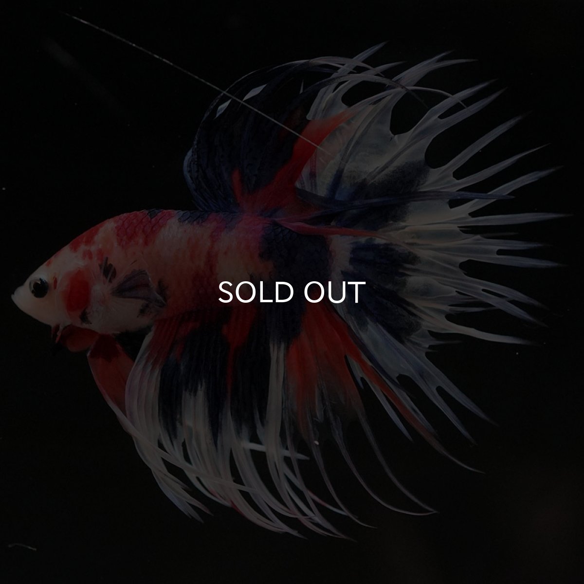 画像6: CT　キャンディ (6)