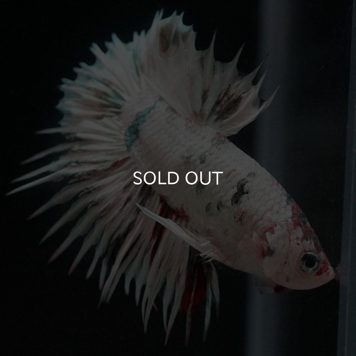 画像6: CTPK　ホワイトカッパー (6)