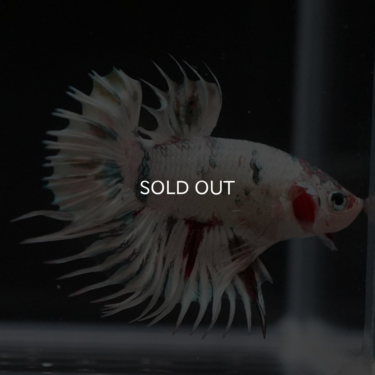 画像4: CTPK　ホワイトカッパー (4)