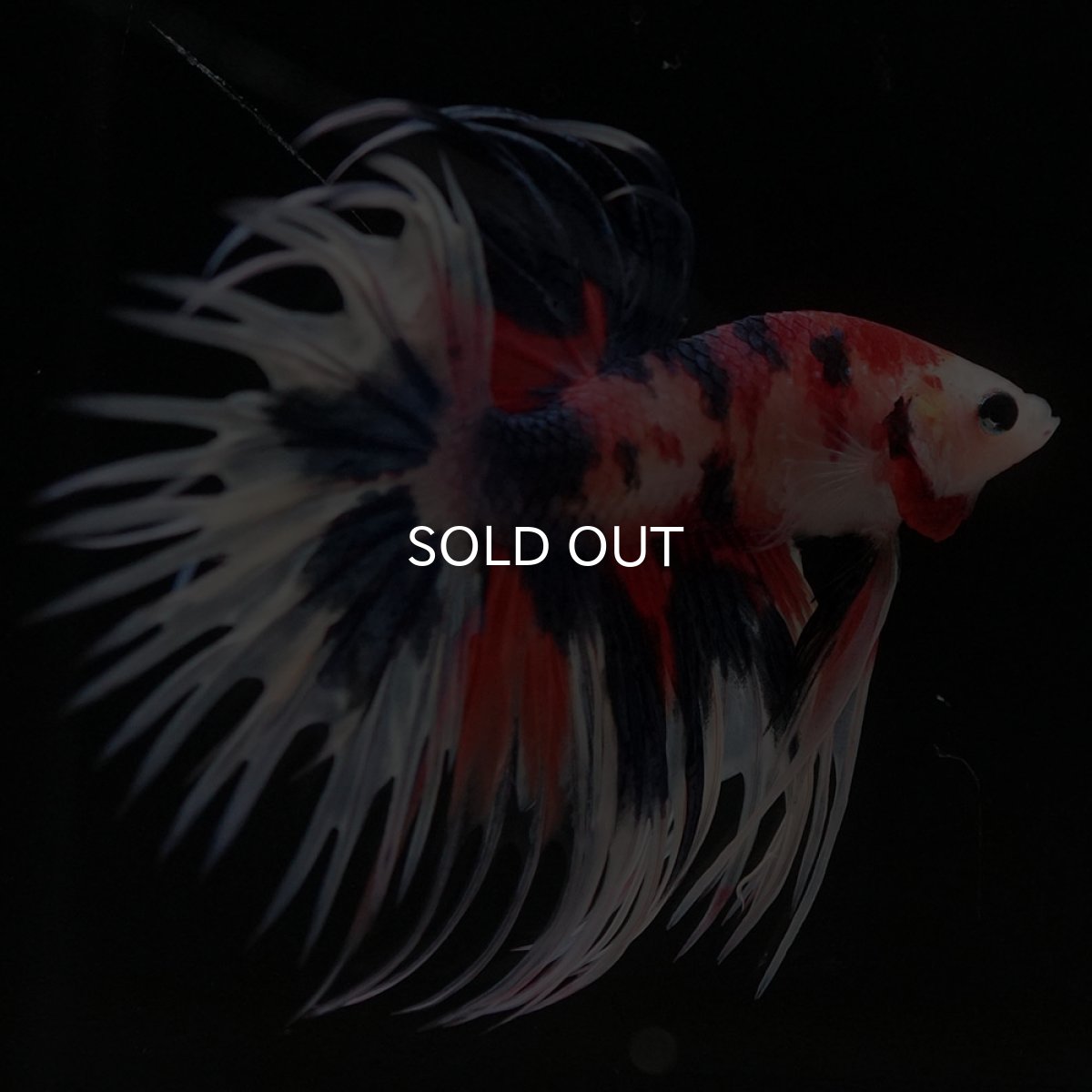 画像5: CT　キャンディ (5)