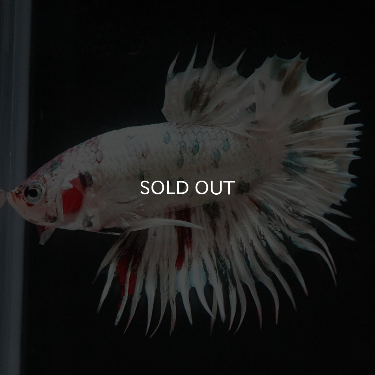 画像7: CTPK　ホワイトカッパー (7)