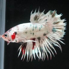 画像7: CTPK　ホワイトカッパー (7)
