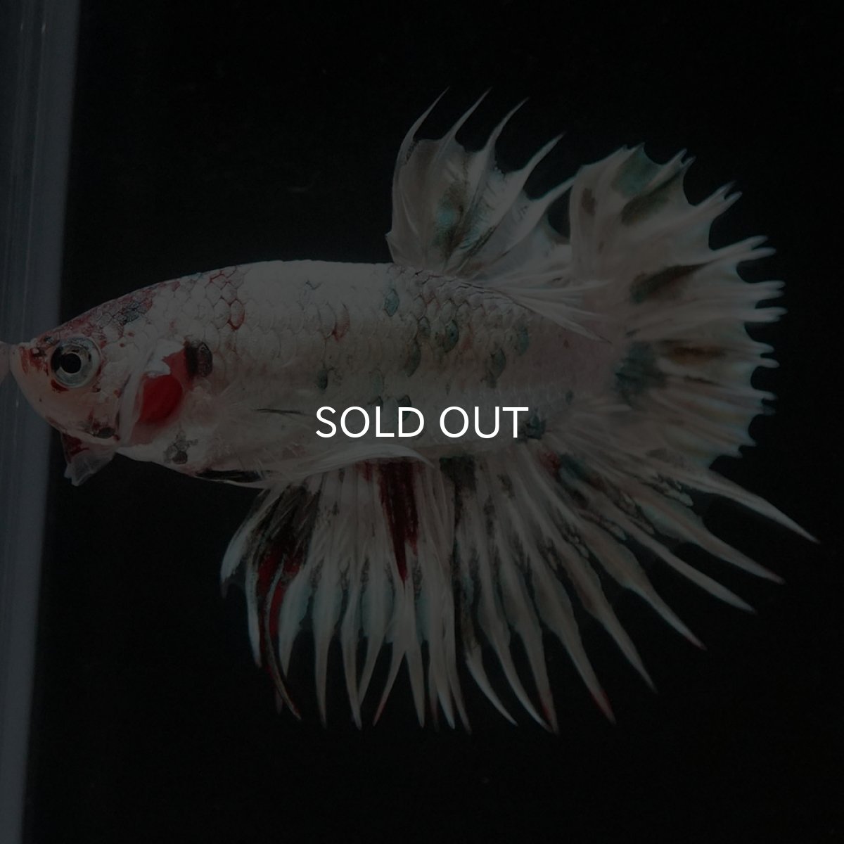 画像5: CTPK　ホワイトカッパー (5)