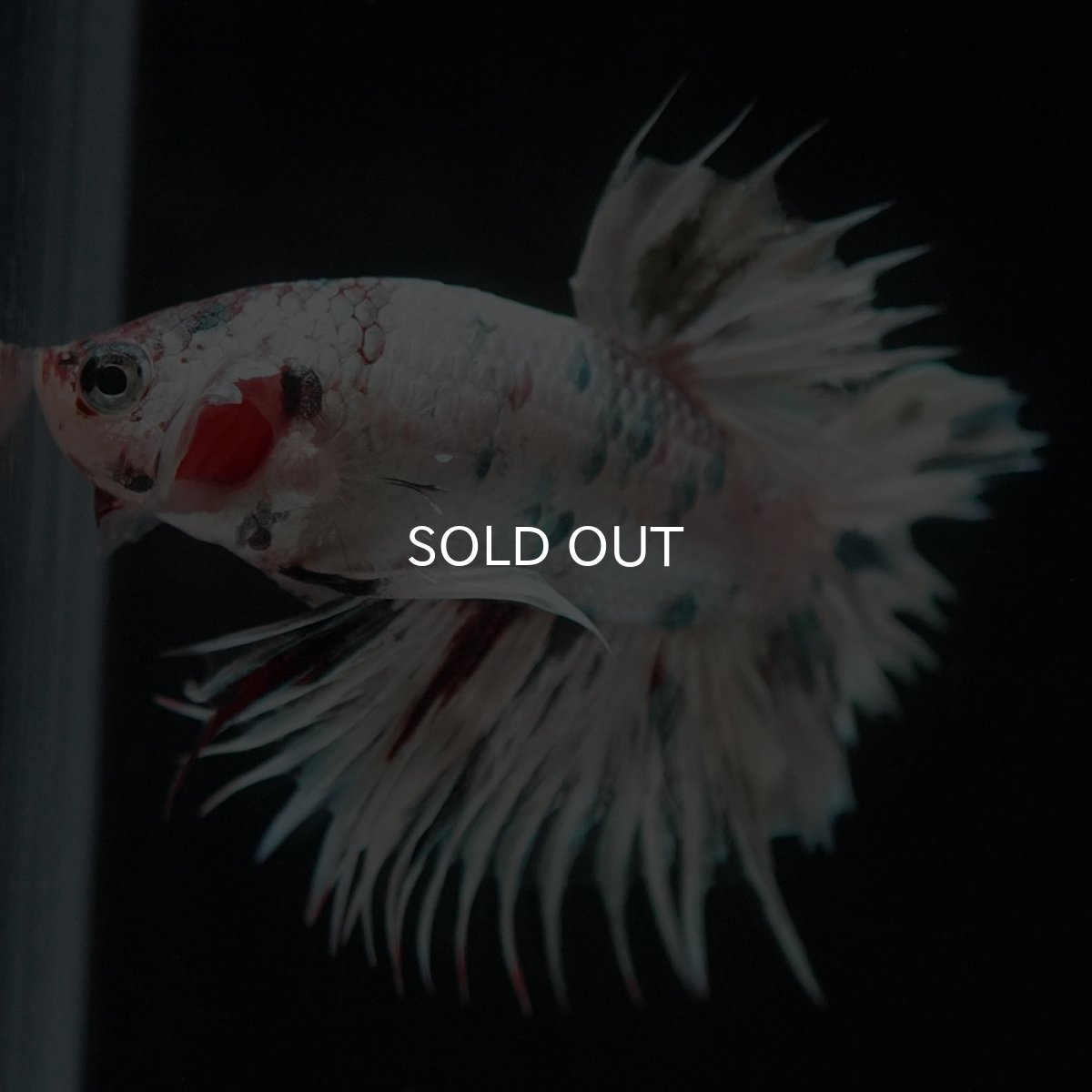 画像3: CTPK　ホワイトカッパー (3)