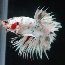 画像3: CTPK　ホワイトカッパー (3)