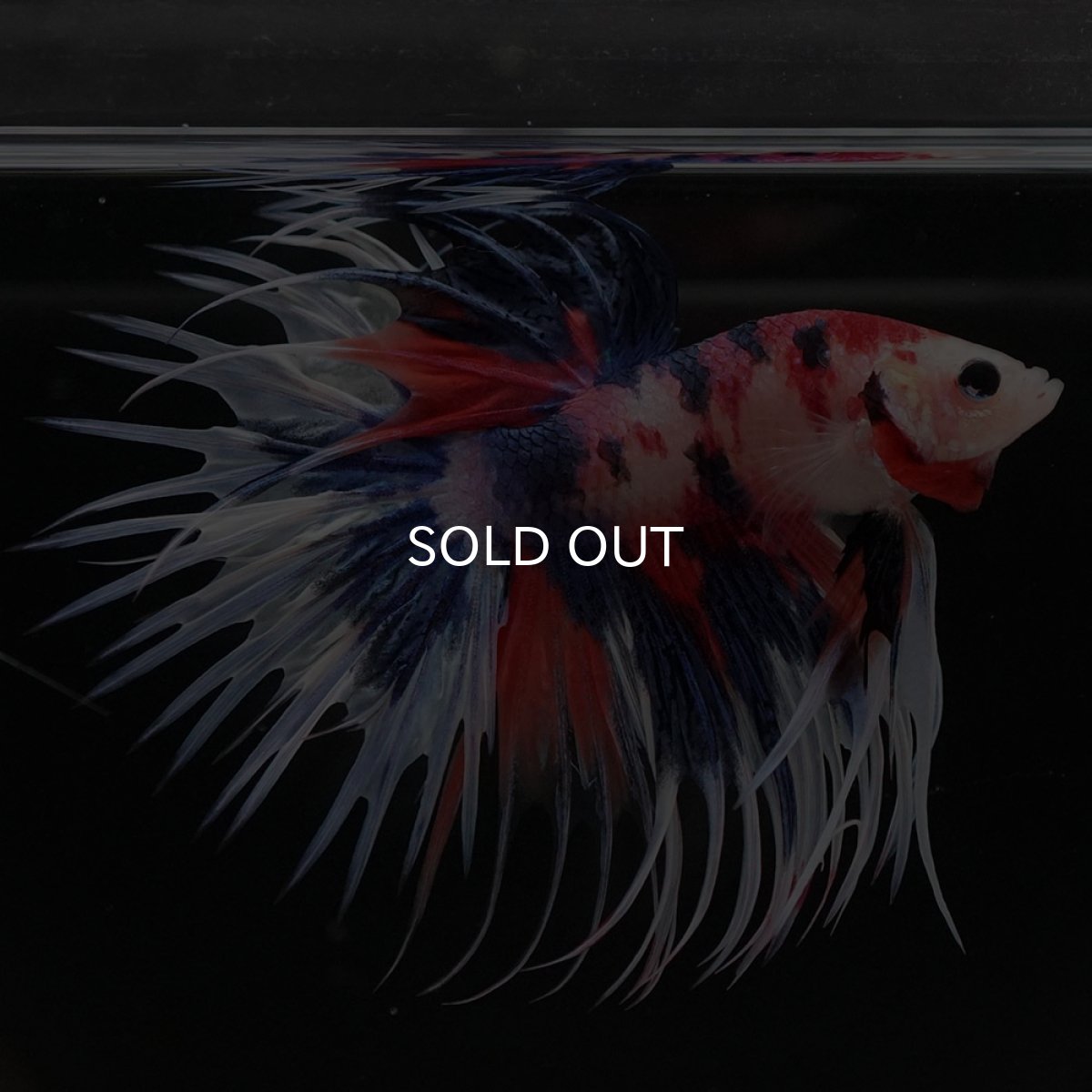 画像3: CT　キャンディ (3)