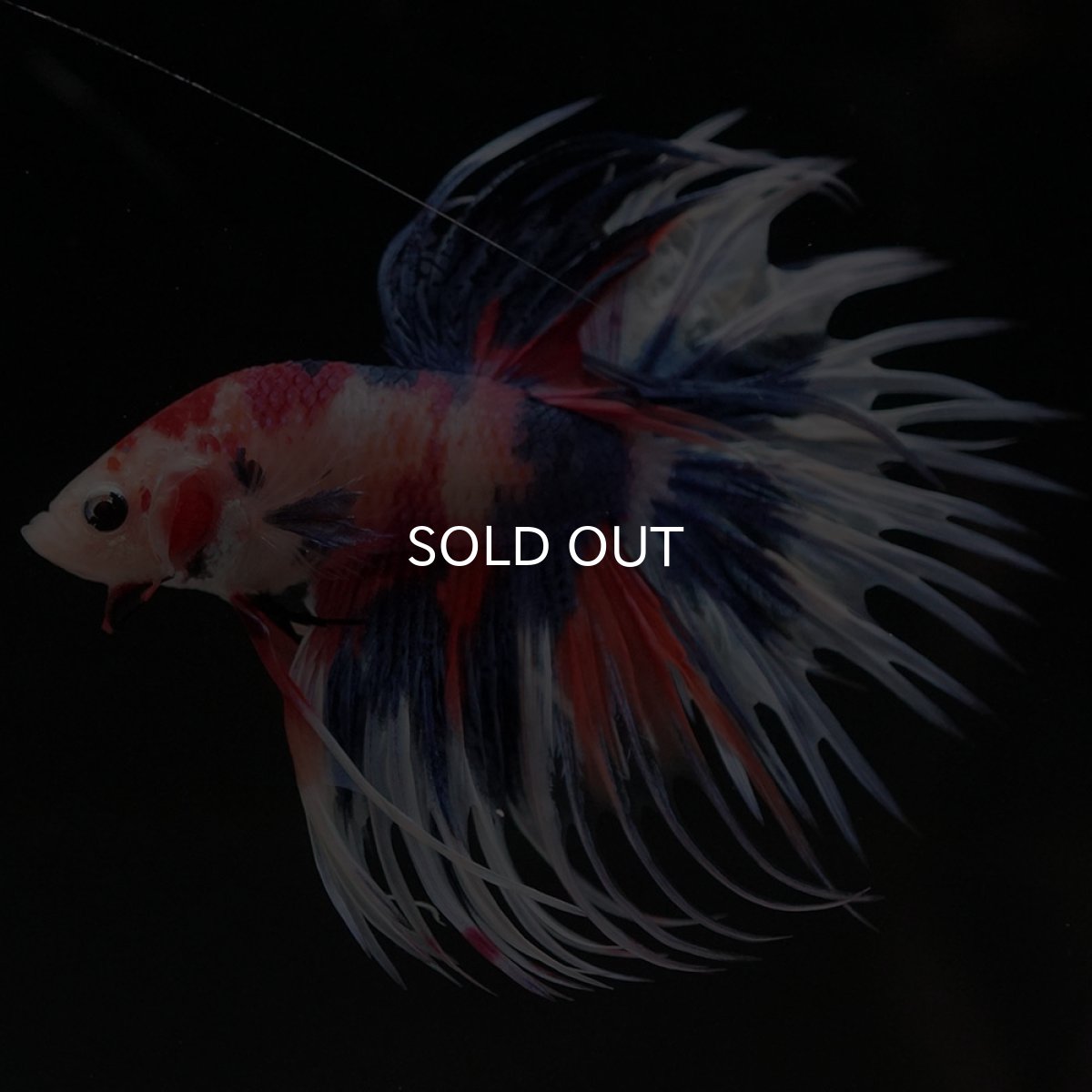 画像4: CT　キャンディ (4)