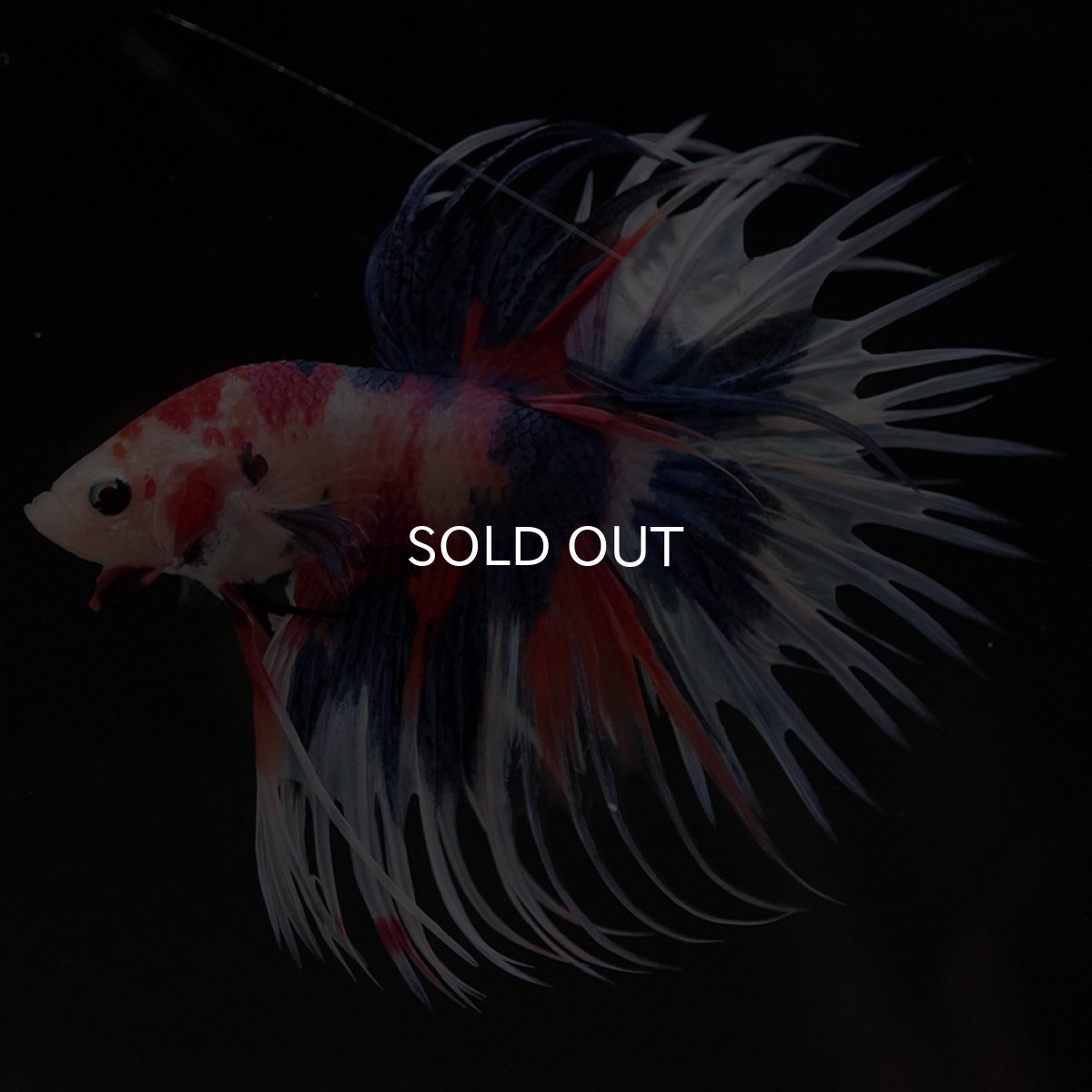 画像2: CT　キャンディ (2)