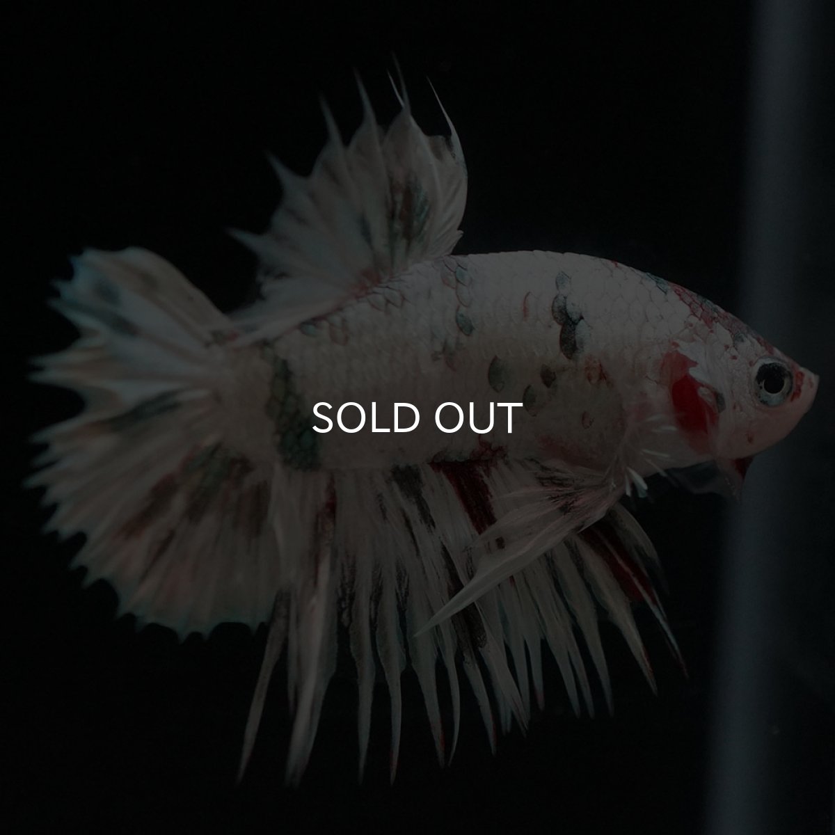 画像2: CTPK　ホワイトカッパー (2)