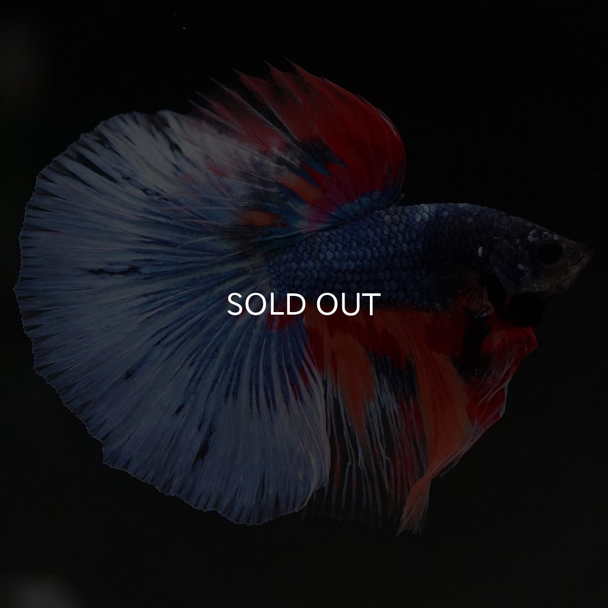 画像6: HM キャンディ (6)