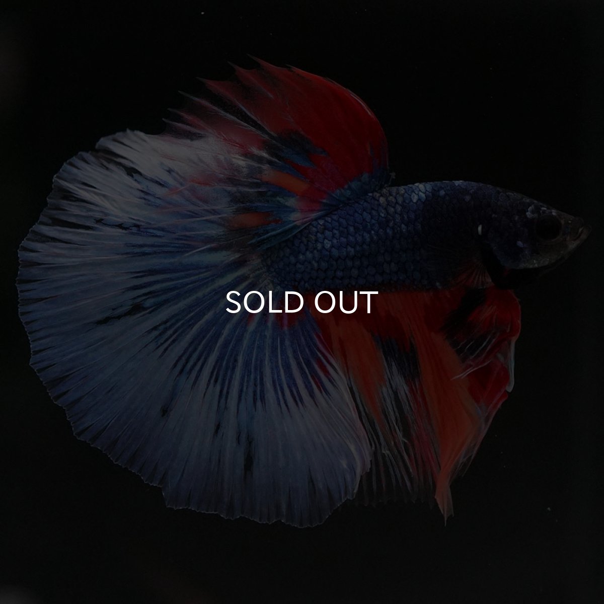 画像4: HM キャンディ (4)