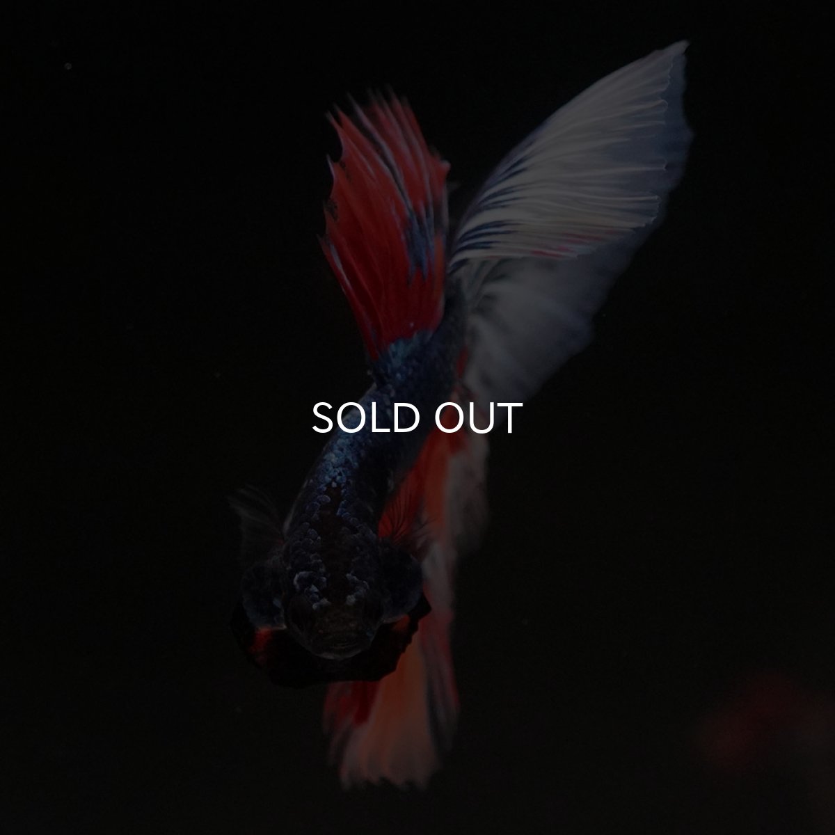 画像3: HM キャンディ (3)