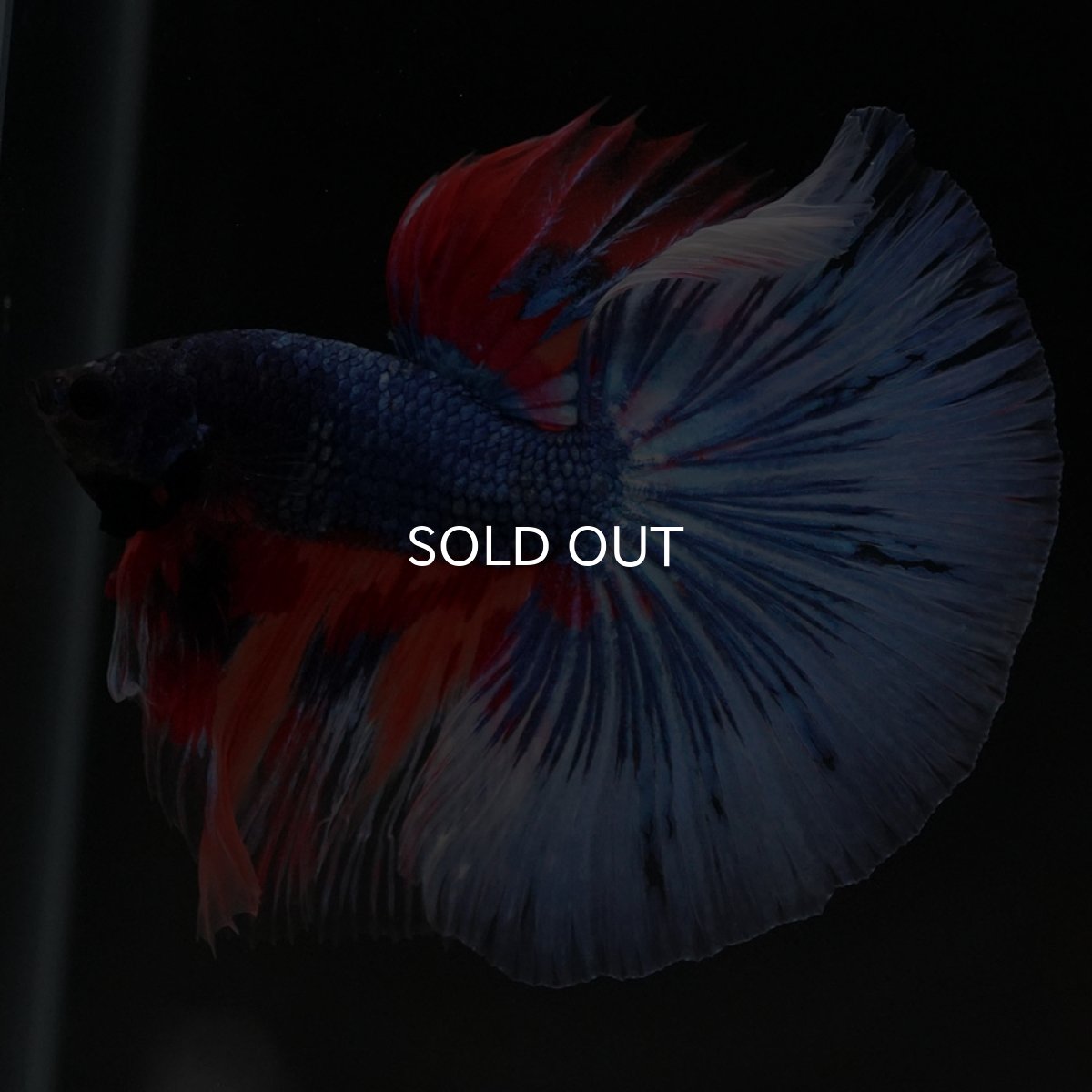 画像5: HM キャンディ (5)