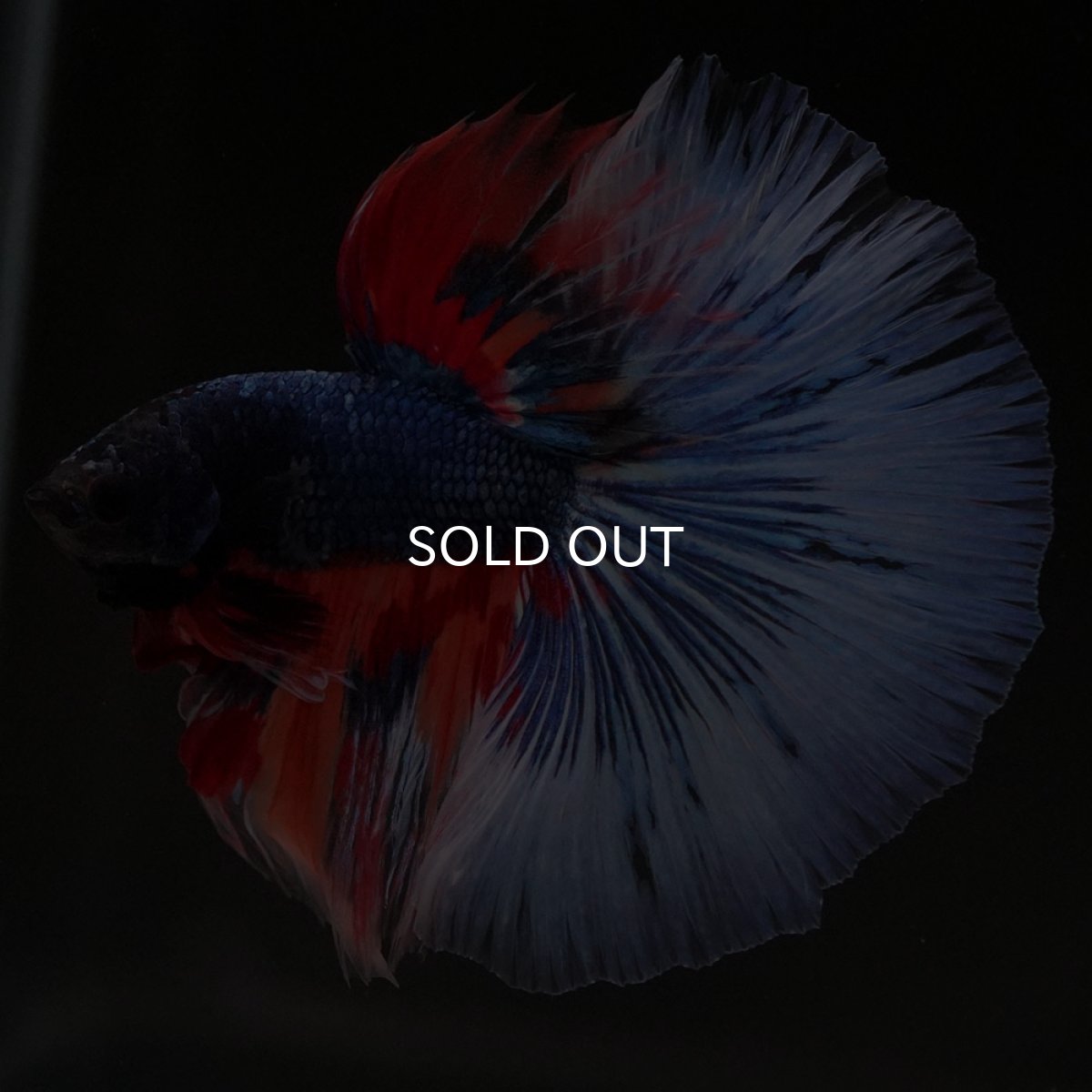 画像2: HM キャンディ (2)