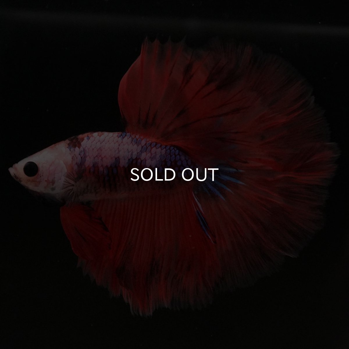 画像8: HM ファンシーレッド (8)