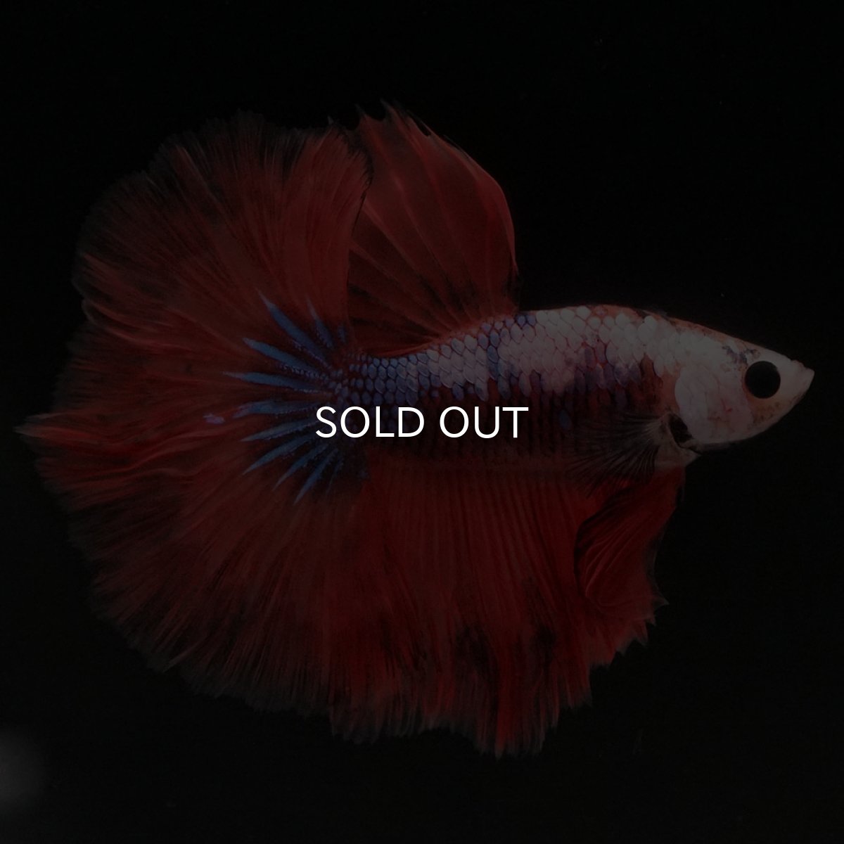 画像6: HM ファンシーレッド (6)