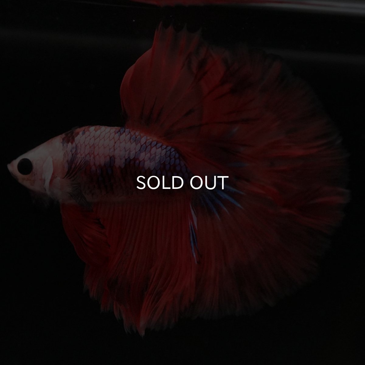 画像7: HM ファンシーレッド (7)