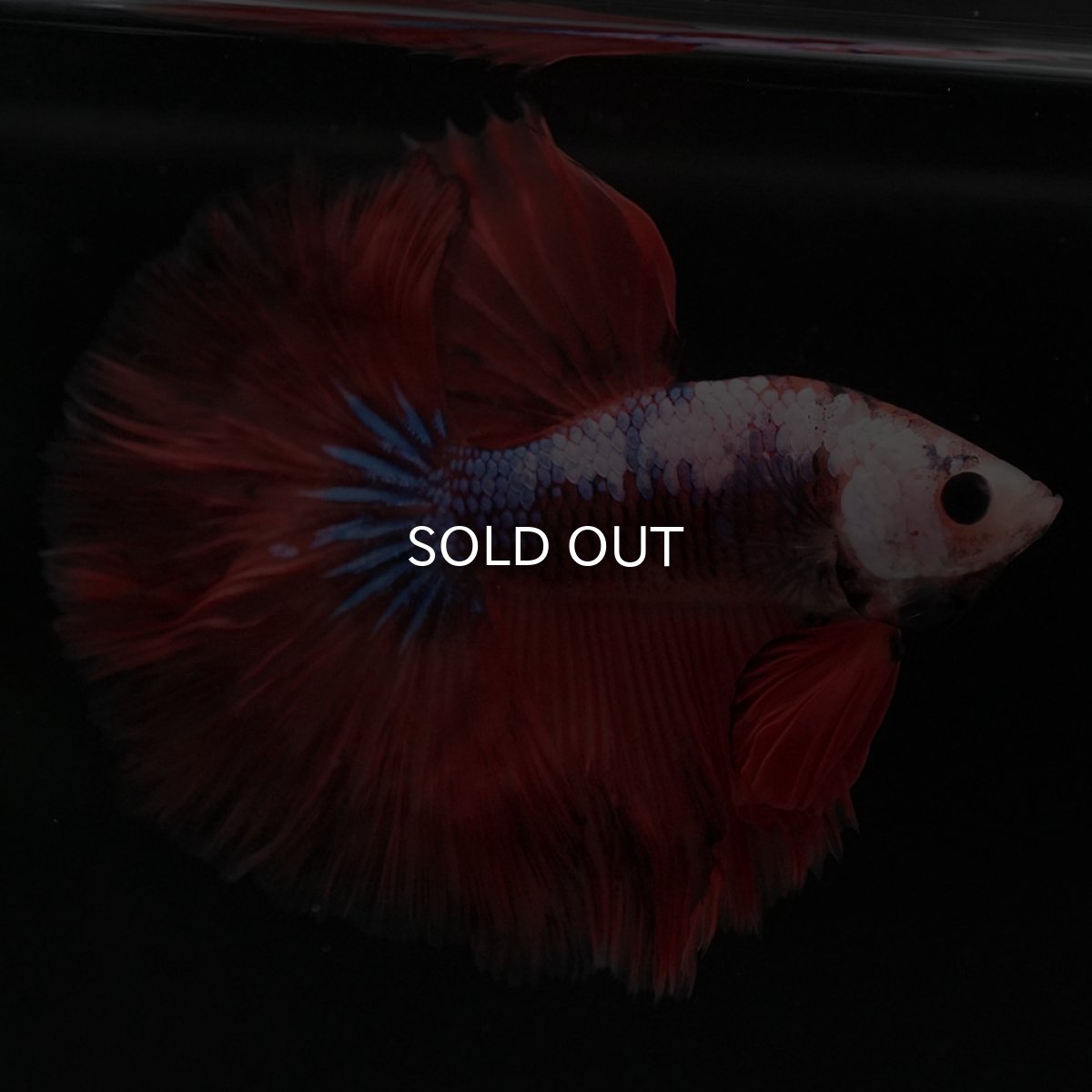 画像4: HM ファンシーレッド (4)