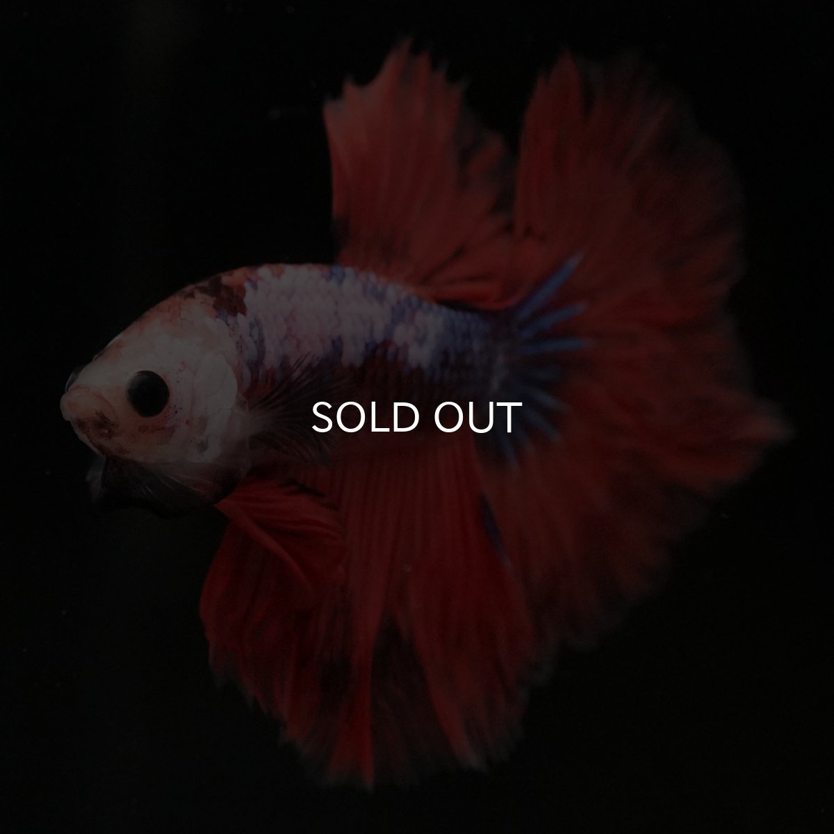 画像3: HM ファンシーレッド (3)