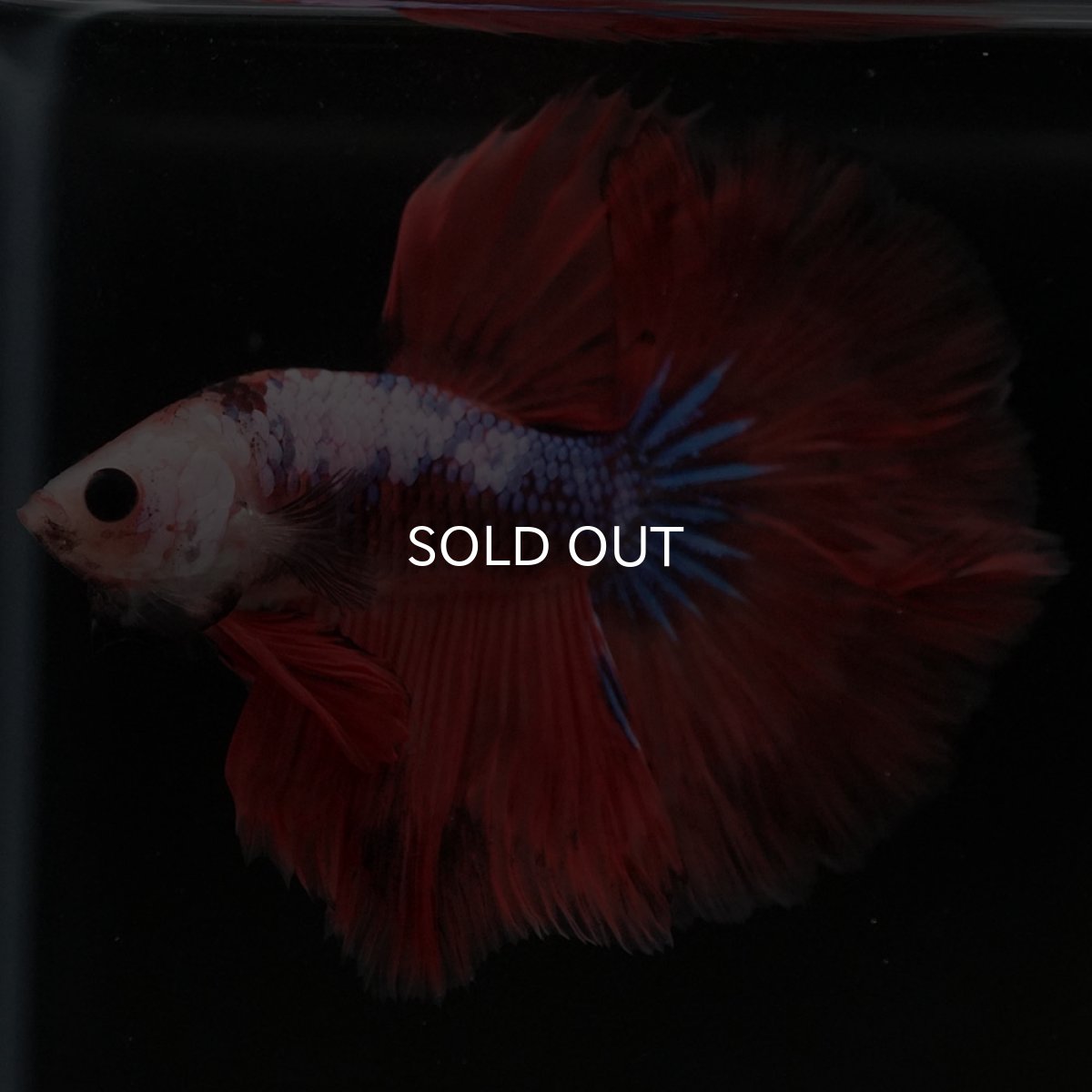 画像2: HM ファンシーレッド (2)