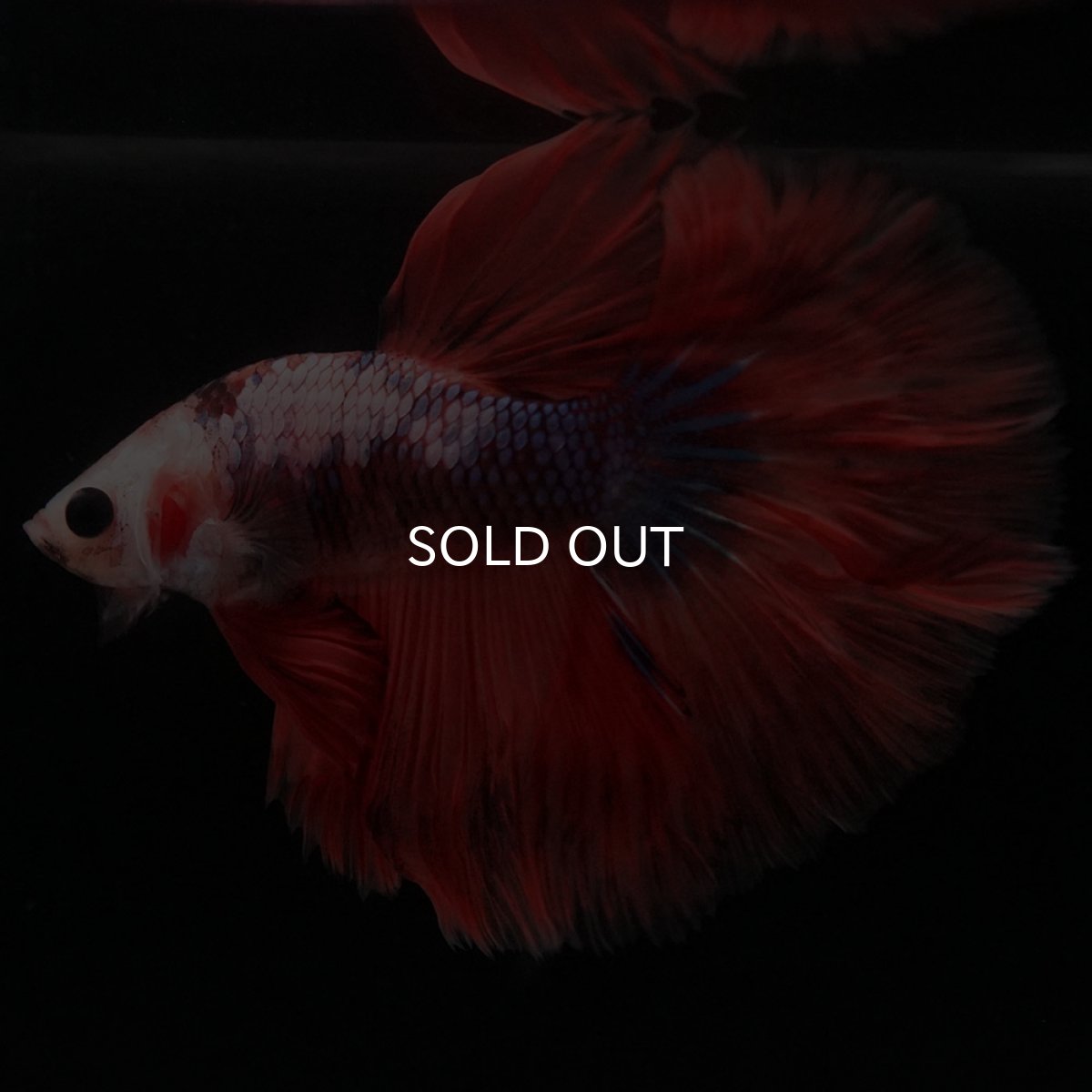 画像5: HM ファンシーレッド (5)