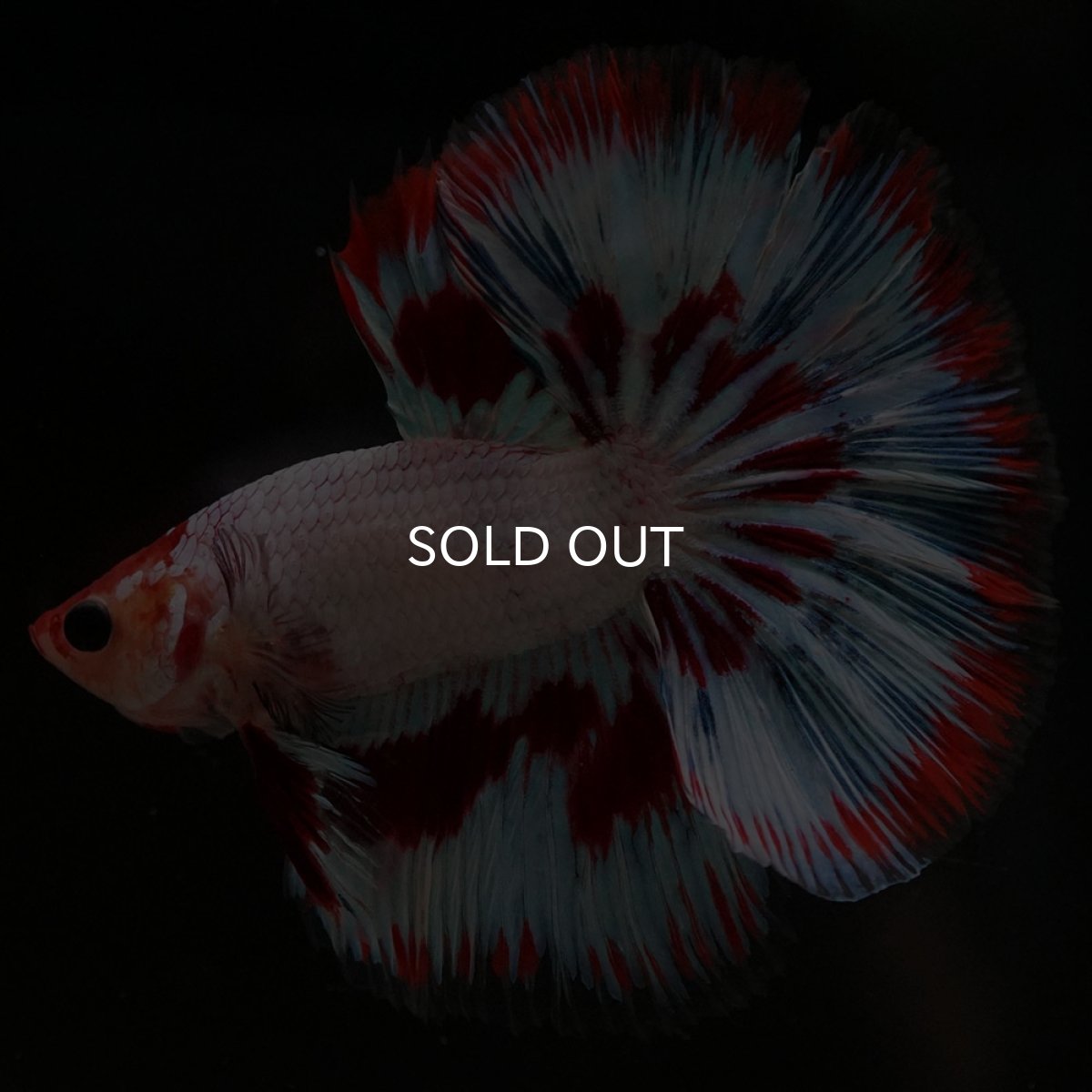 画像6: HM ホワイトファンシー (6)