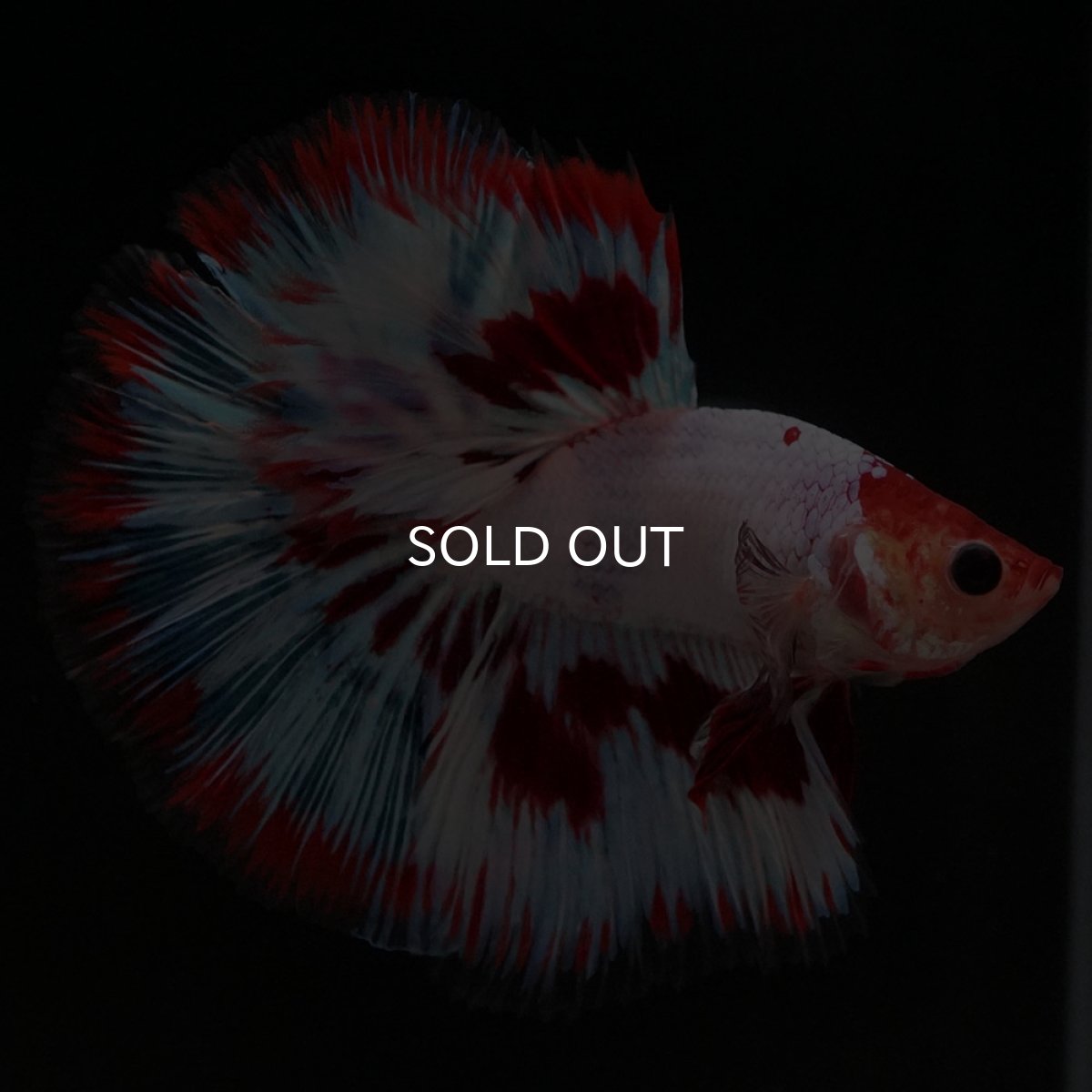 画像7: HM ホワイトファンシー (7)