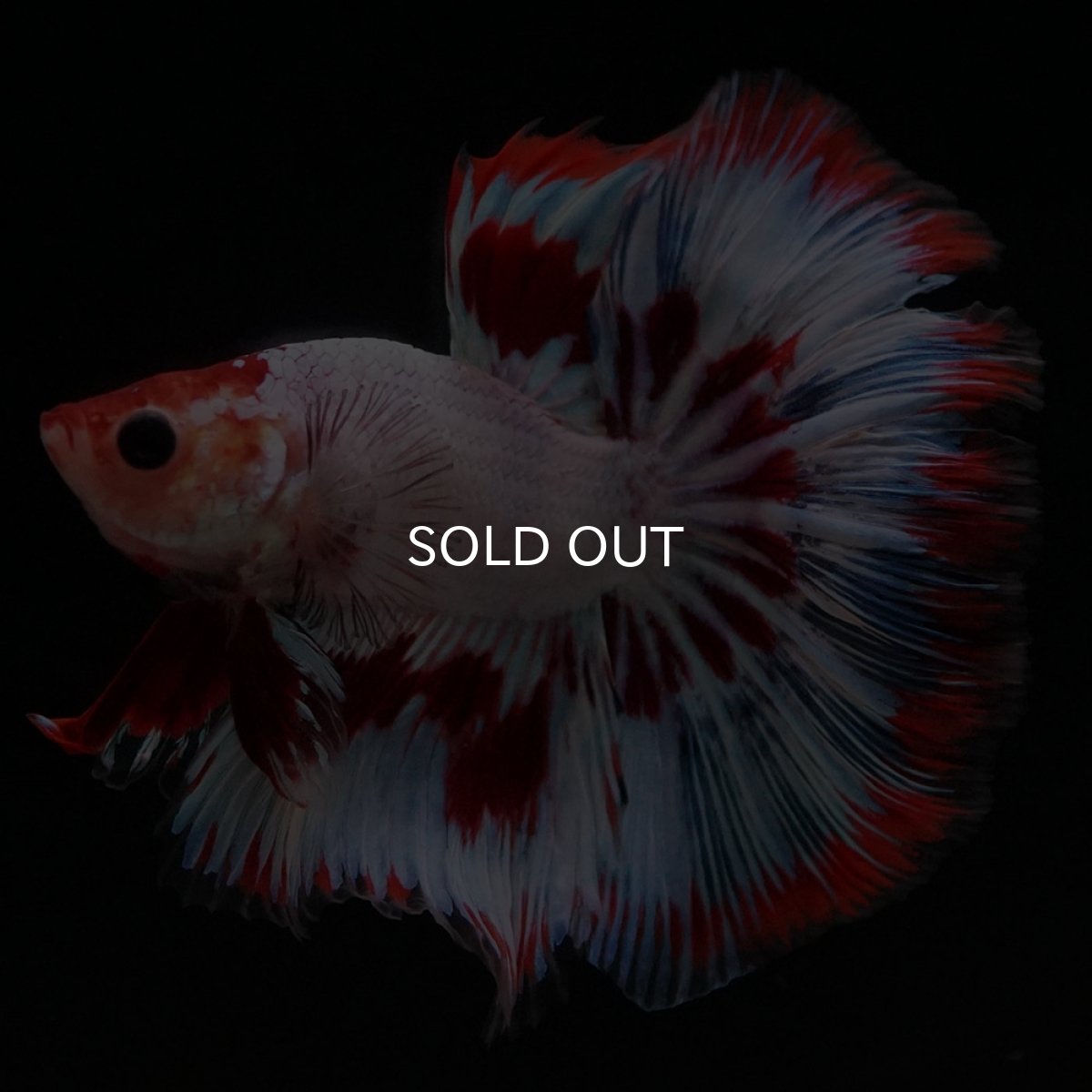 画像4: HM ホワイトファンシー (4)