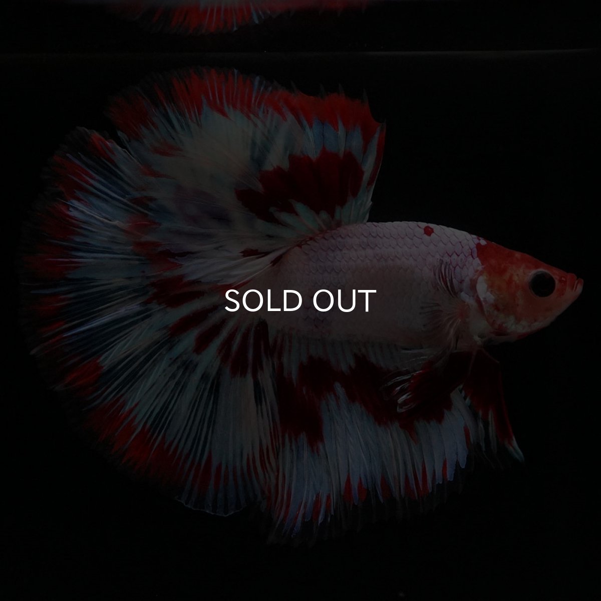 画像5: HM ホワイトファンシー (5)