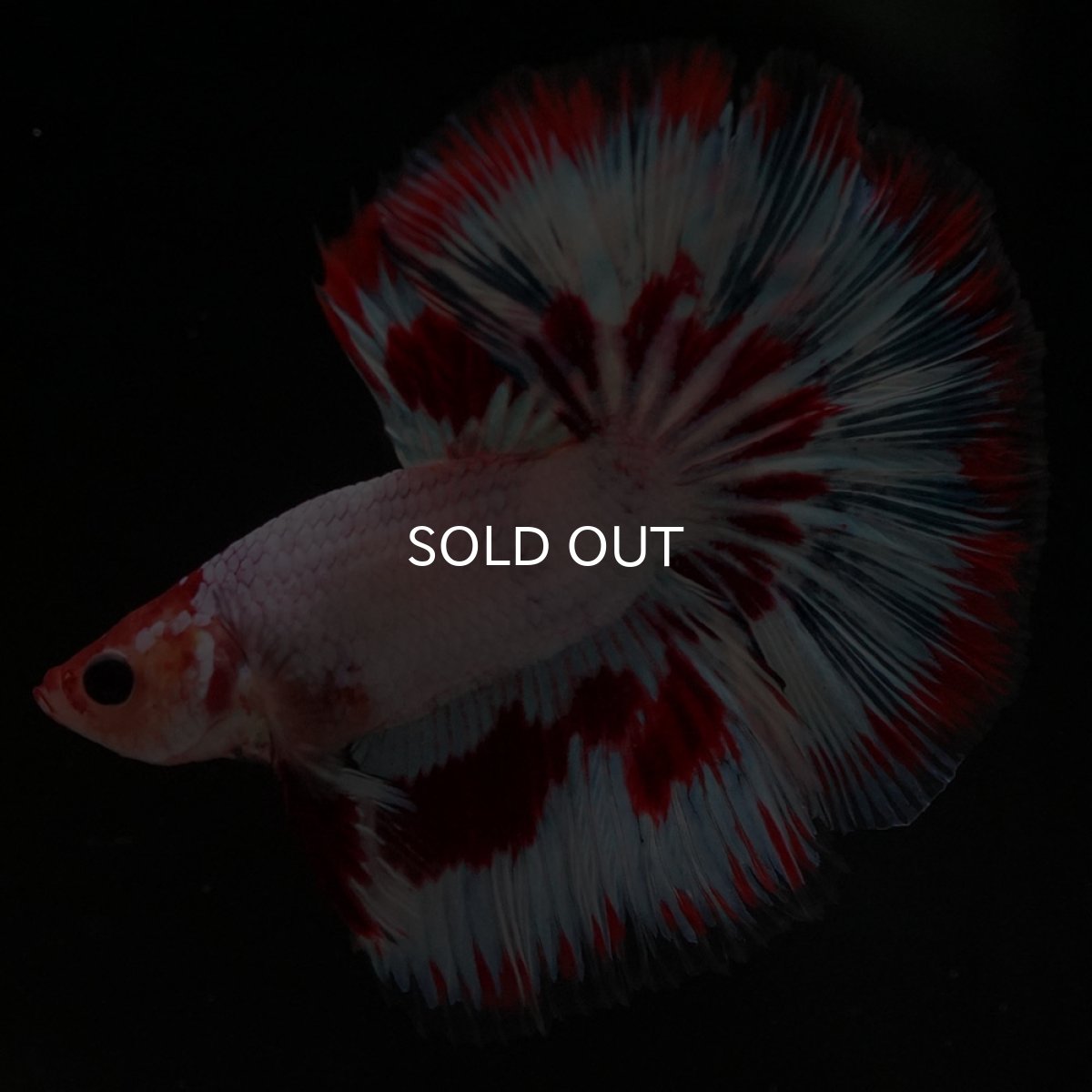 画像2: HM ホワイトファンシー (2)