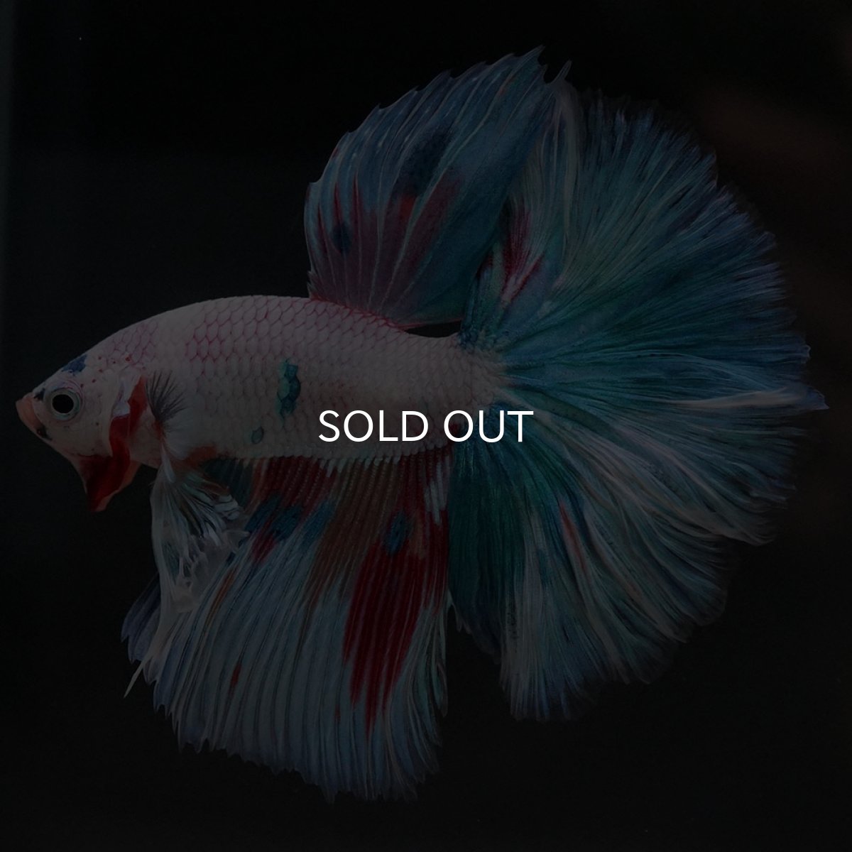 画像2: HM ホワイトファンシー (2)