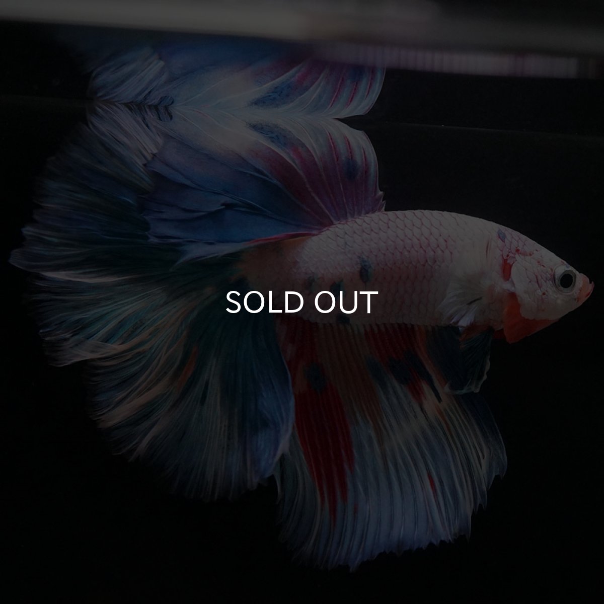 画像11: HM ホワイトファンシー (11)