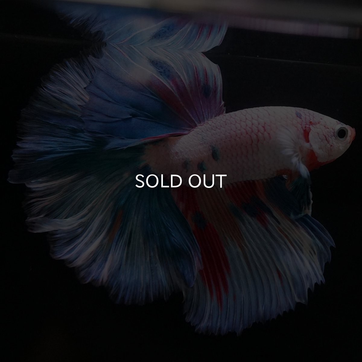 画像9: HM ホワイトファンシー (9)