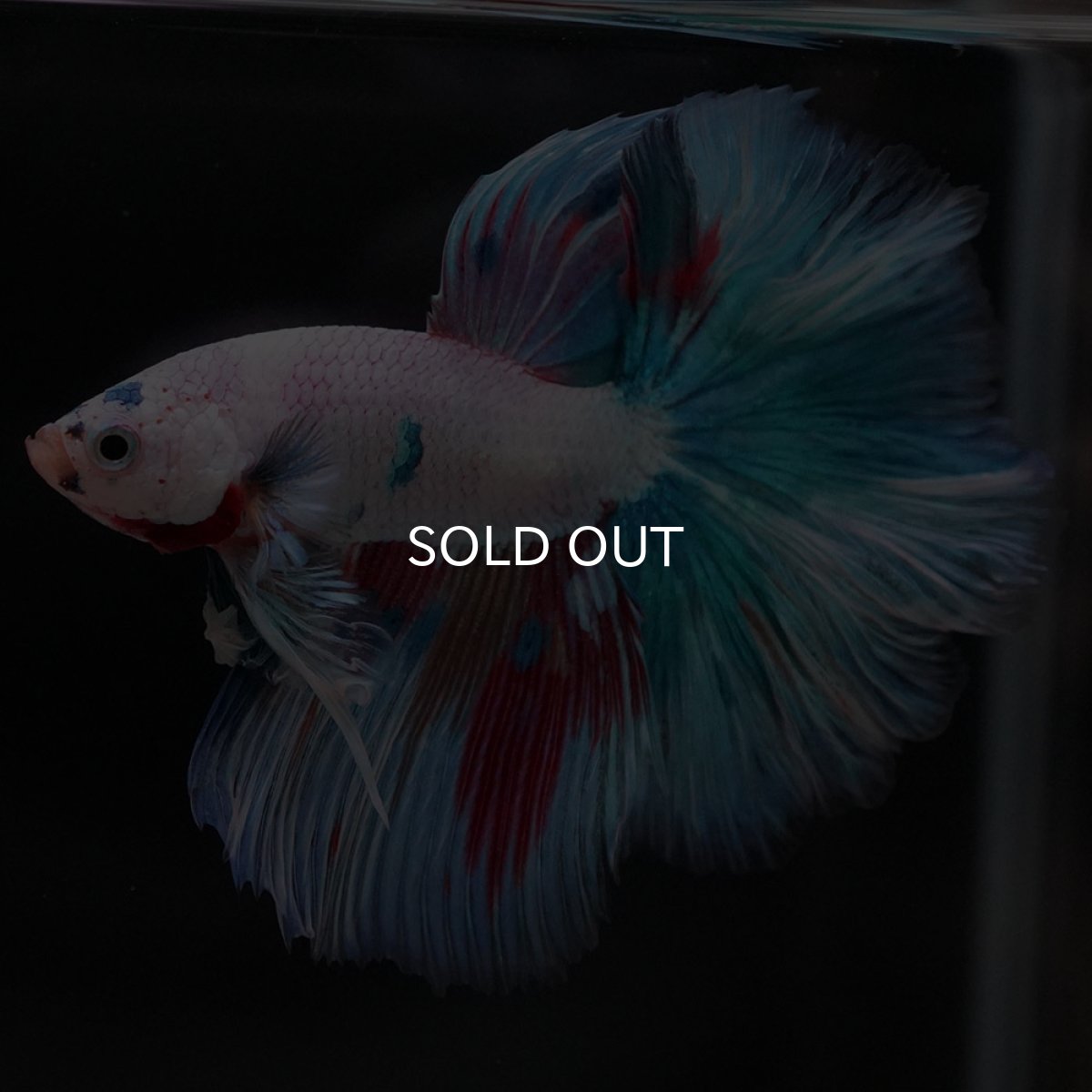 画像10: HM ホワイトファンシー (10)