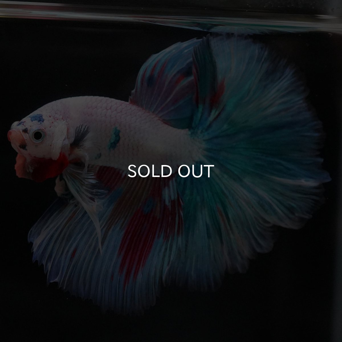 画像8: HM ホワイトファンシー (8)